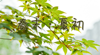 【艾灸養(yǎng)生】春末夏初：上熱下寒癥狀，補不如疏通淤堵，試試艾灸吧！