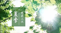 【艾灸三伏天】今年三伏不一般，仙草小助理建議大家早作準備哦！