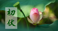 【三伏天】初伏將至，“蒸煮”模式開(kāi)啟！想要健康，這四類(lèi)食物別錯(cuò)過(guò)??！