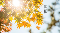 【節(jié)氣飲食】立秋將至，吃最合適的飲食，平穩(wěn)度過(guò)季節(jié)交替！